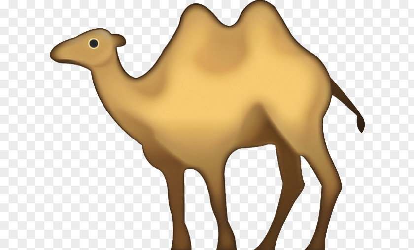 Animal Figure Livestock Camel Camelid Arabian Bactrian Wildlife PNG