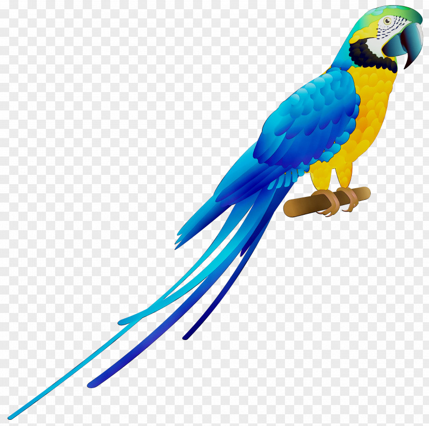 Budgerigar Macaw Parrot Bird Parakeet PNG