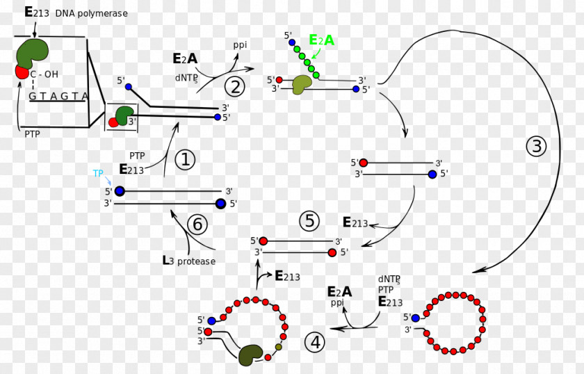 Displacement Virus Adenoviridae Cell DNA Genome PNG