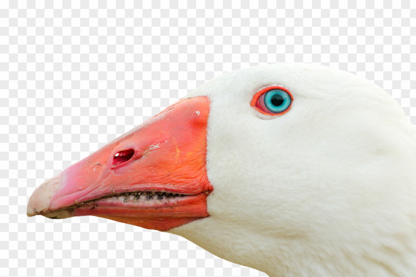 Goose Bird Duck Beak PNG