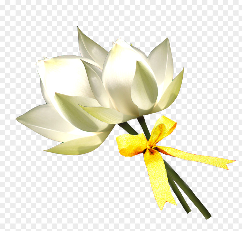 Hand-painted Lily Floral Design Lilium White PNG