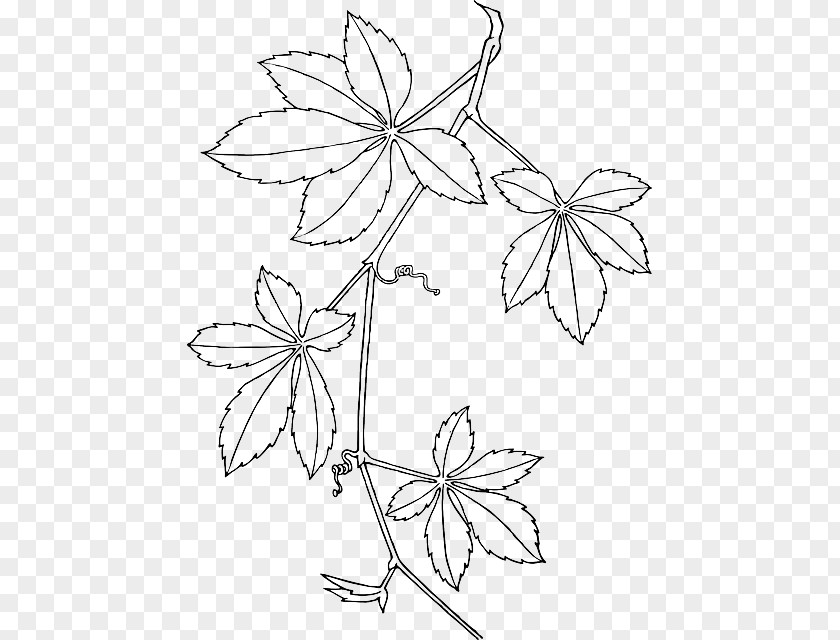Parthenocissus Tricuspidata Virginia Creeper Vine Drawing Clip Art PNG