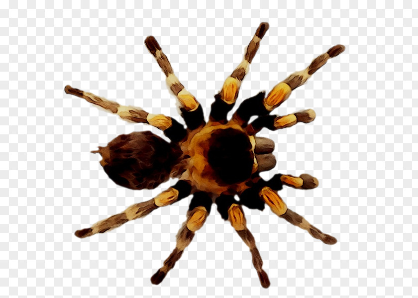 Spider Silk Tarantula Azad Azerbaijan TV Species PNG