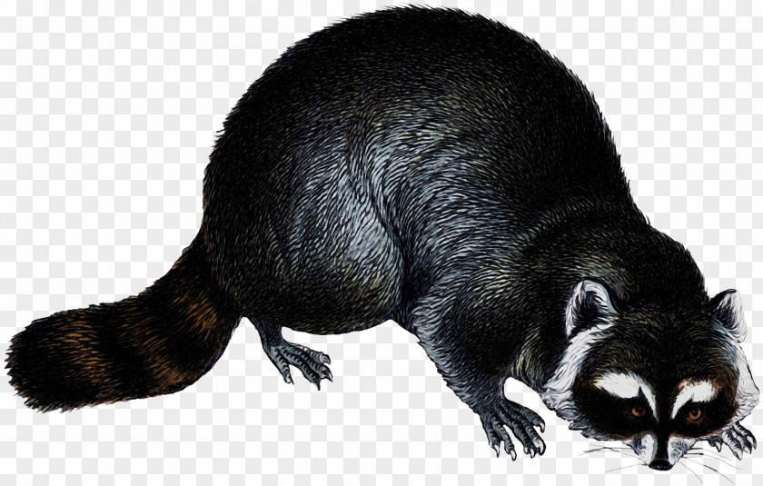 Blackfooted Ferret Tail Tasmanian Devil Cartoon PNG