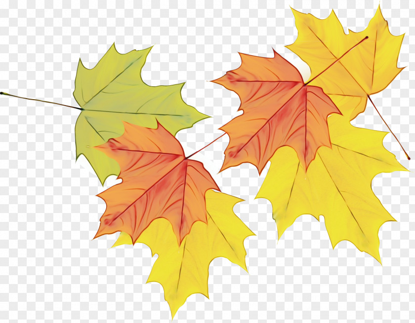 Deciduous Plant Maple Leaf PNG