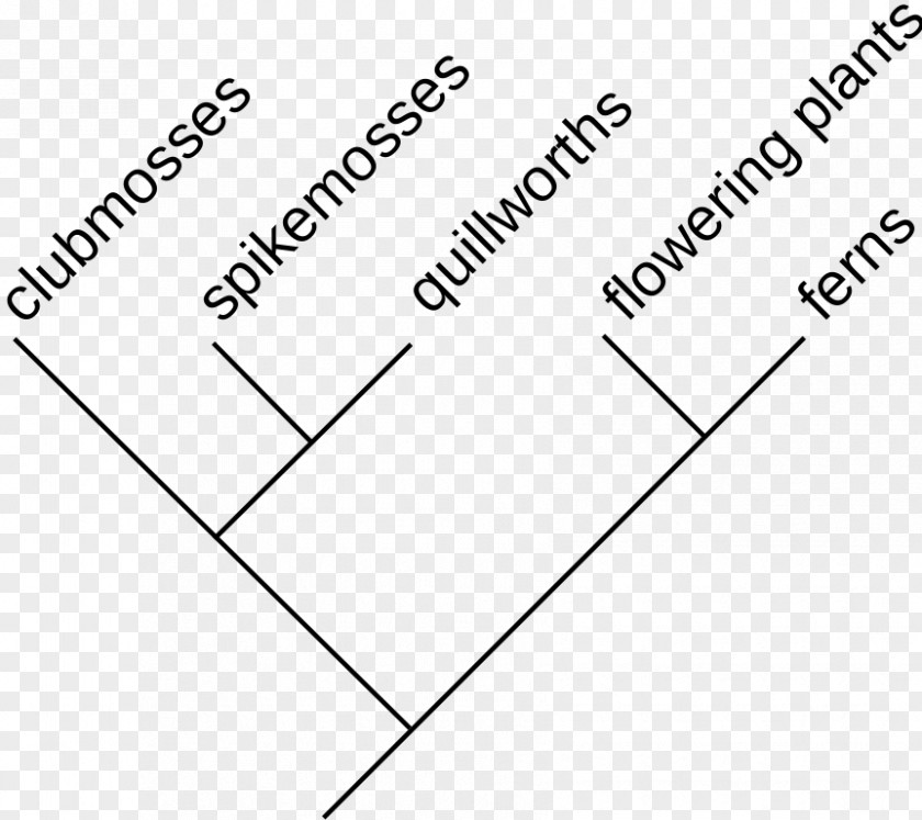 Diagonal Lines Cladogram Cladistics Systematics Phylogenetic Tree Maximum Likelihood Estimation PNG