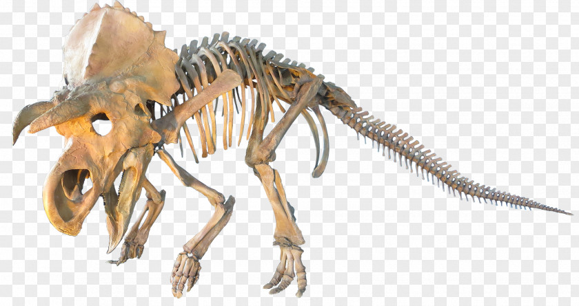 Dinosaur Ceratopsia Triceratops Plesiosauria Late Cretaceous PNG