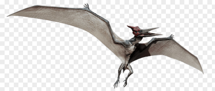 Dinosaur Stegosaurus Pterosaurs Universal Pictures Pteranodon PNG