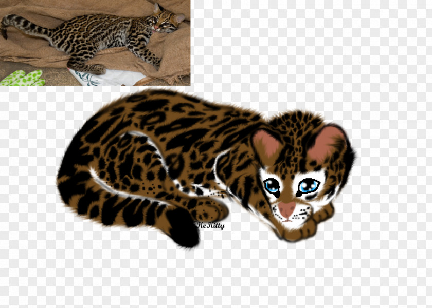 Leopard California Spangled Bengal Cat Whiskers Ocelot Wildcat PNG