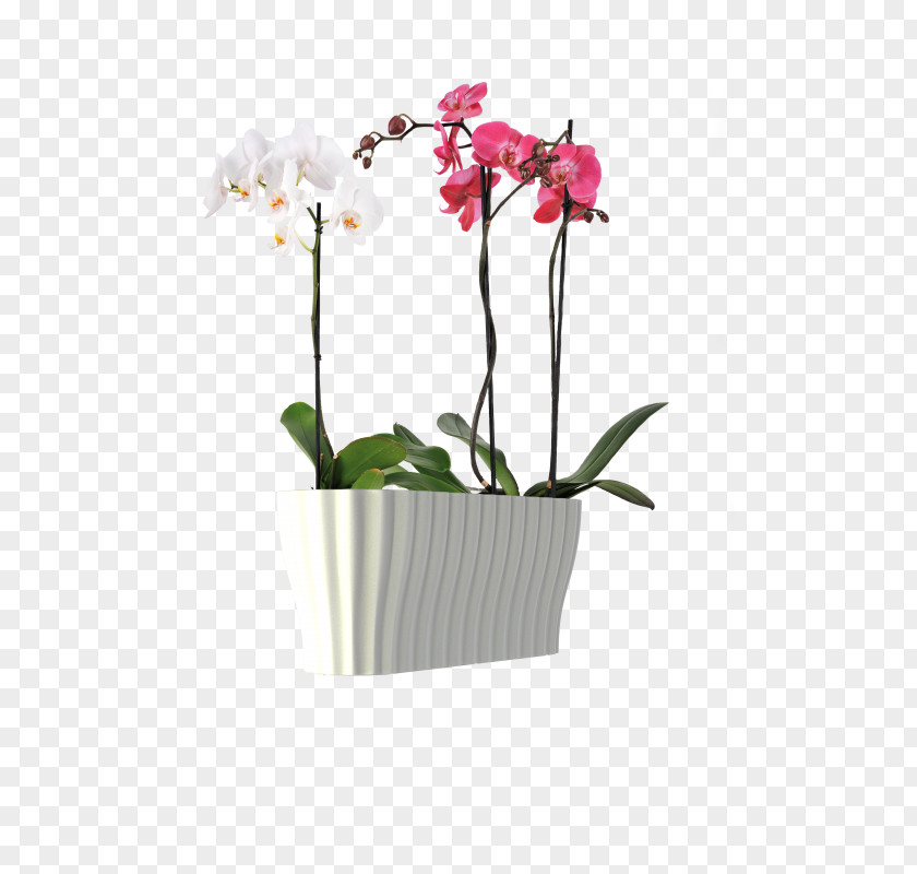 Orchidea Moth Orchids Flowerpot Flower Box Plants PNG