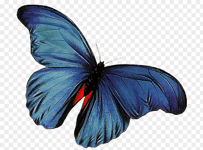 Butterfly Animation PNG