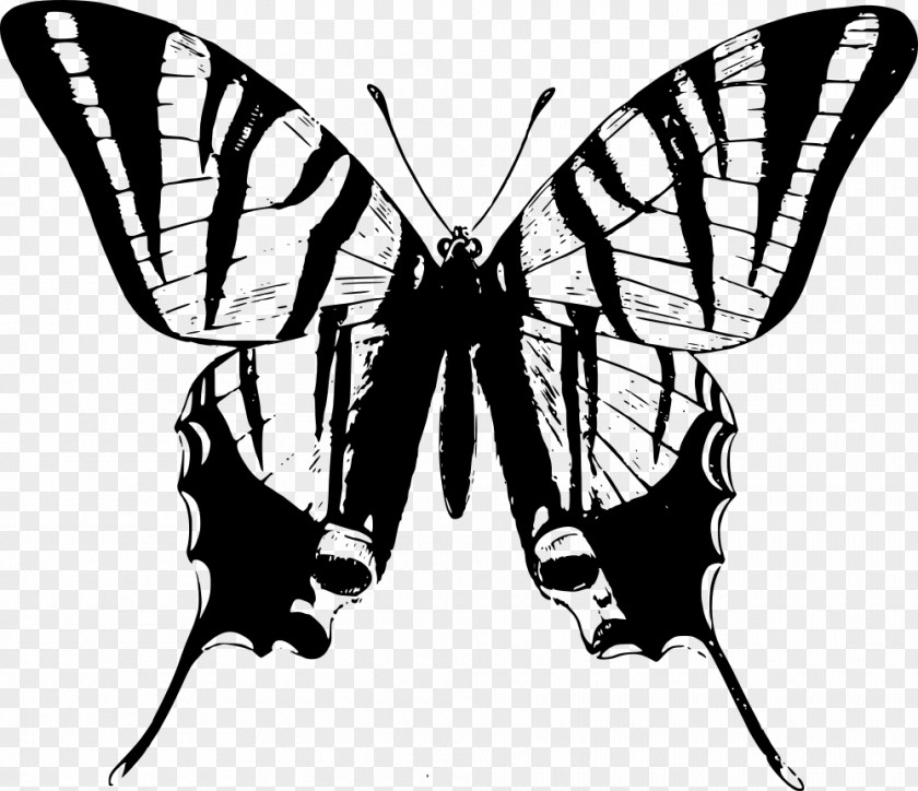 Butterfly Border Iron T-shirt Swallowtail PNG