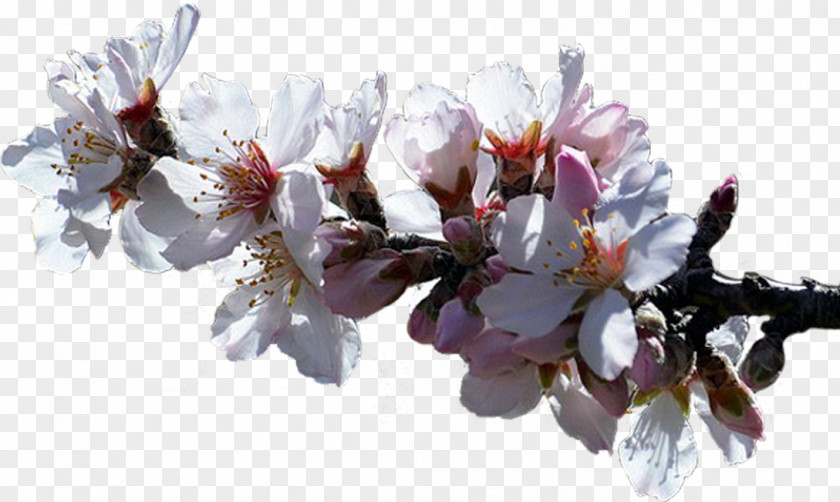 Cherry Blossom Cut Flowers Spring Petal PNG