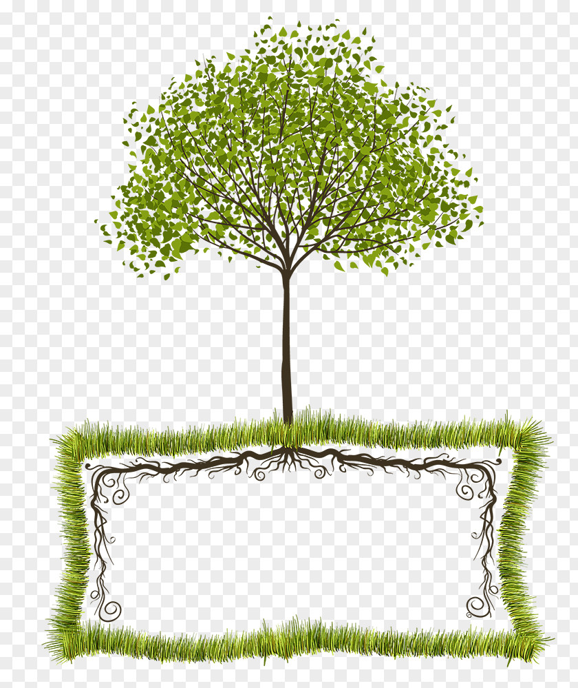 Tree Root Text Box Clip Art PNG