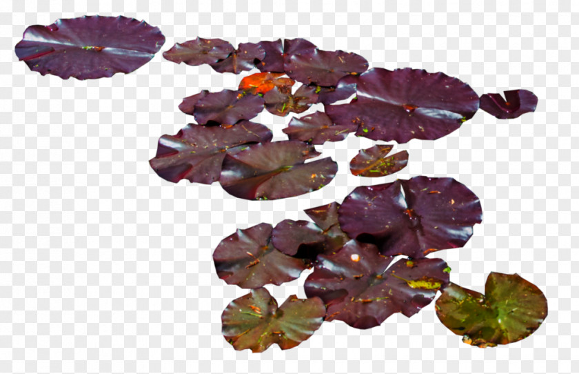 Waterlily Water Lily Lilium Aquatic Plants PNG