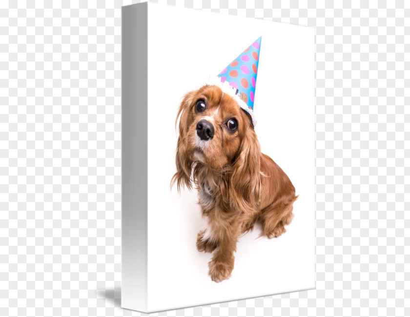 Spaniel Puppy Cavalier King Charles Cavapoo Greeting & Note Cards PNG