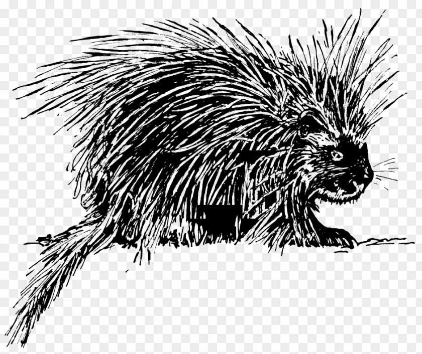 Archaeology Clipart Porcupine Drawing Clip Art PNG