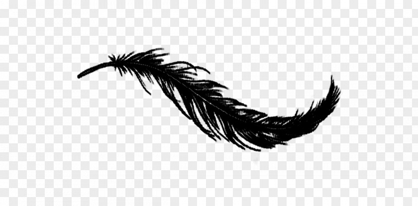 Bird White Feather Irresistible PNG