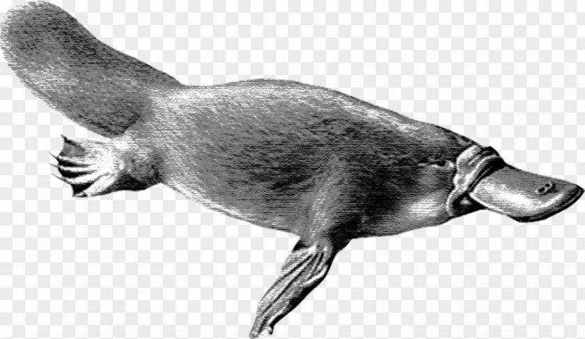 European Water Shrew Bearded Seal Otter Cartoon PNG
