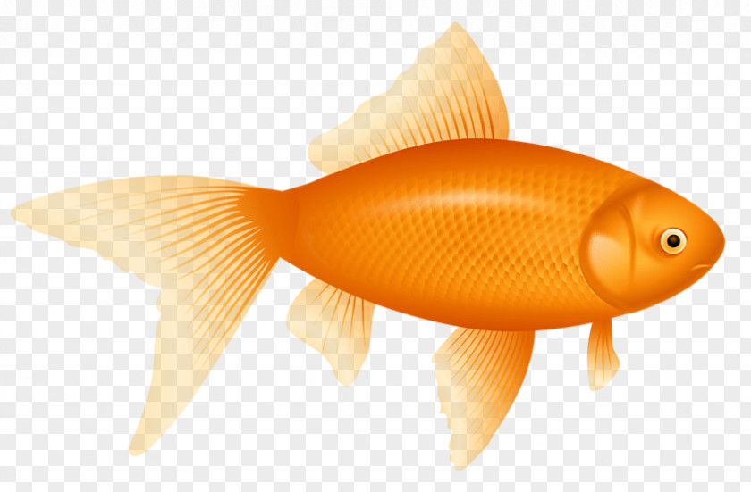 Fish Lossy Compression Clip Art PNG