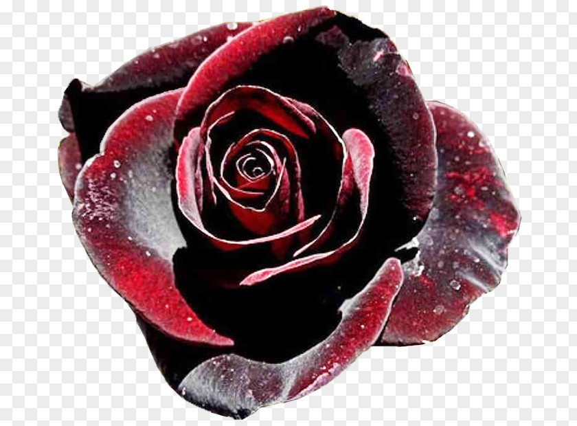 Rose Black Baccara Garden Roses PNG
