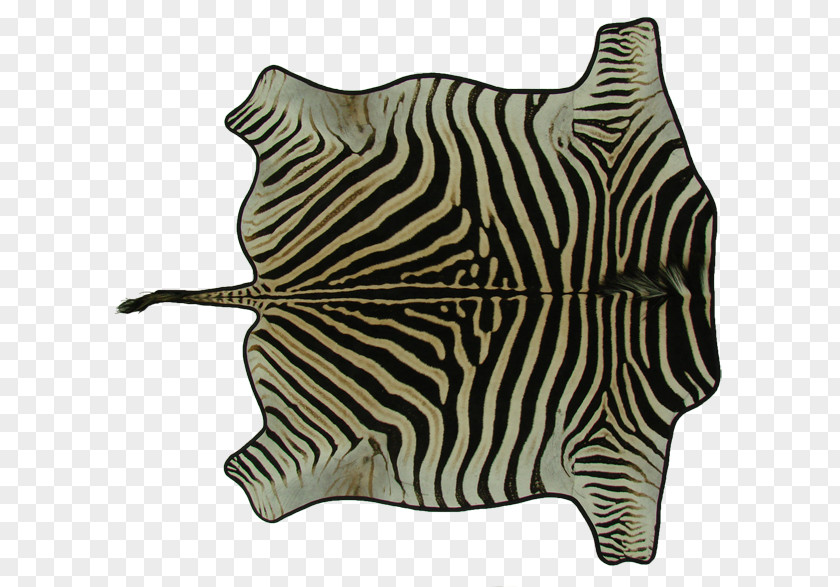 Zebra Big Cat Terrestrial Animal Wildlife PNG