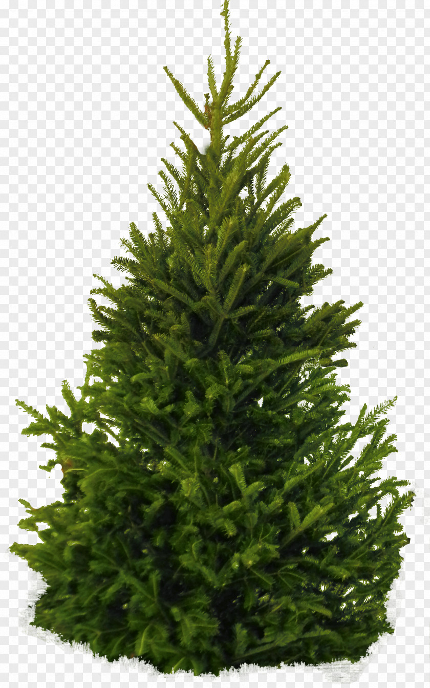 Fir-Tree Image Fir Pine Cedar Tree PNG