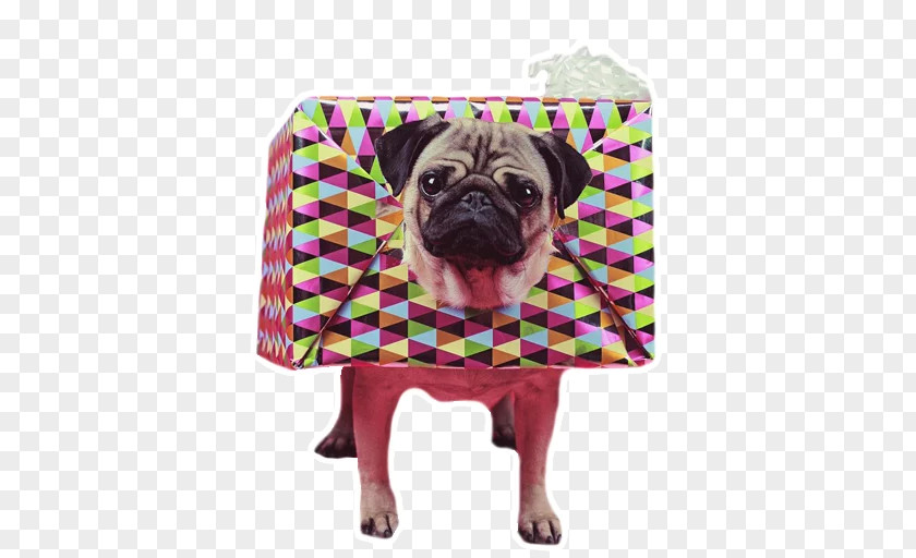 Pillow Pug Cushion Throw Pillows Couch PNG