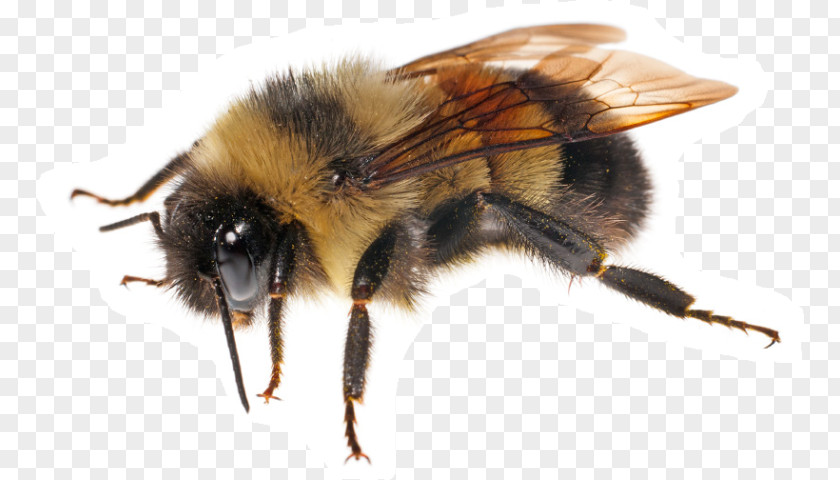 Bee Franklin's Bumblebee Bombus Affinis Honey PNG