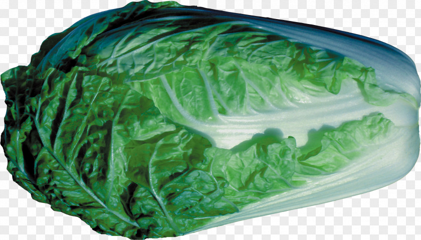 Cabbage Collard Greens Spring Romaine Lettuce Leaf PNG