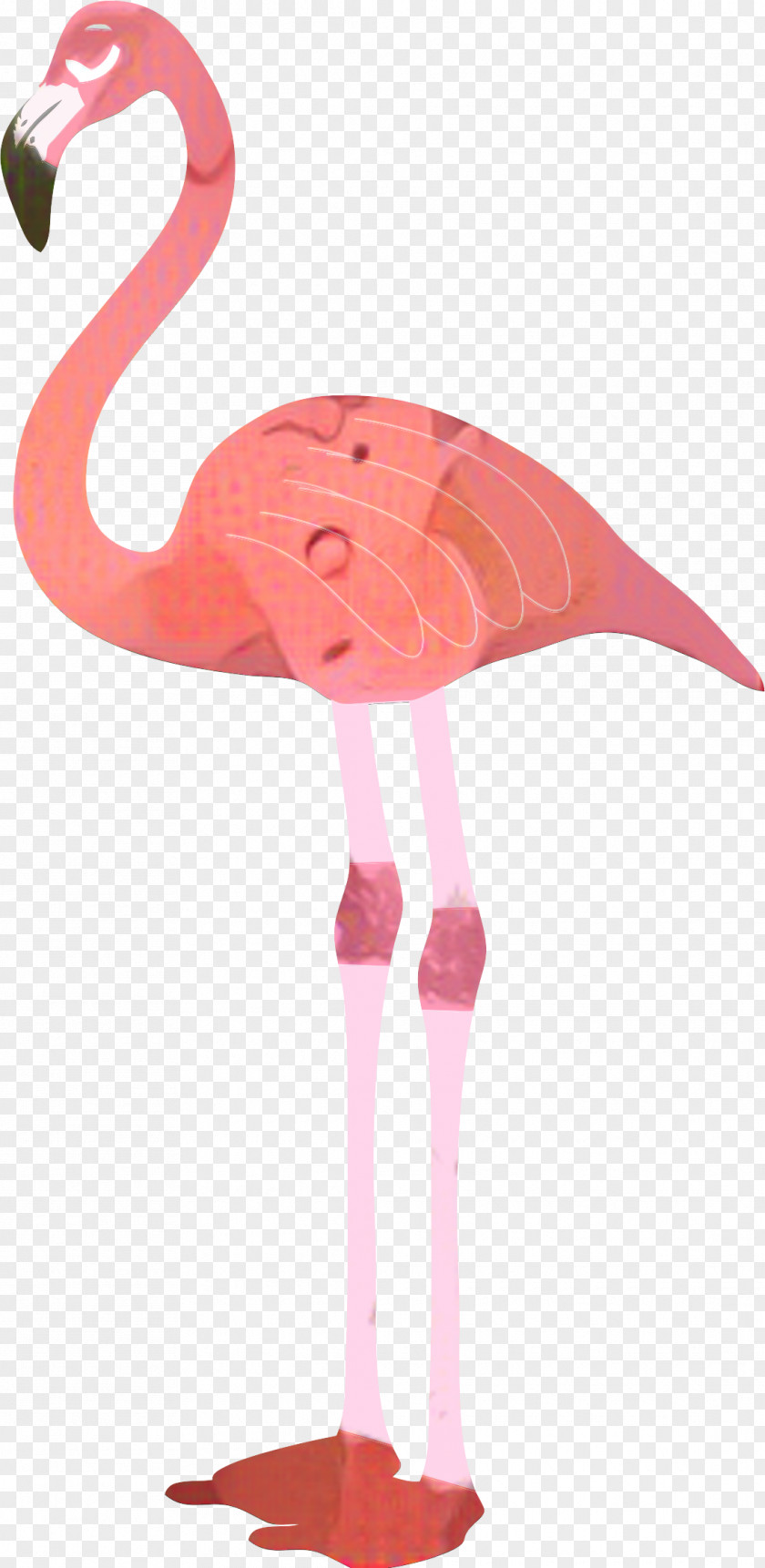 Clip Art Flamingo Image Vector Graphics PNG