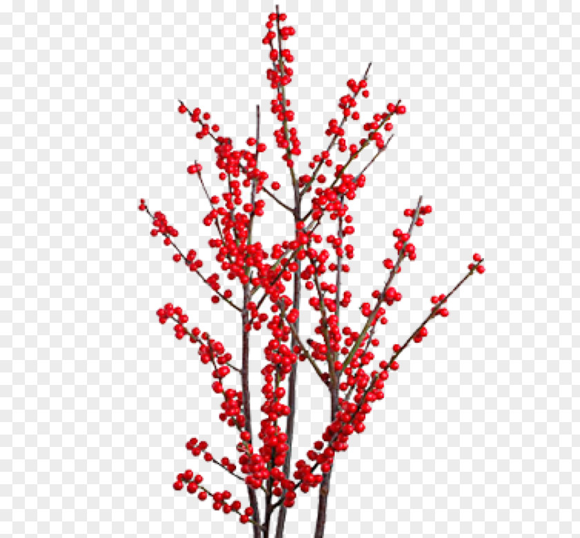 Flower Winterberry Branch Plant Stem Quercus Ilex PNG