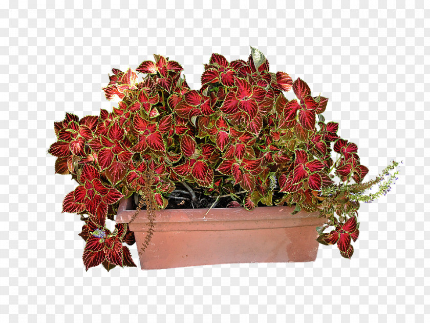 Goldene Plant Solenostemon Coleus Flower Garden PNG