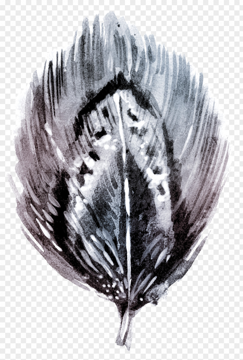 Hand-painted Feathers Black And White Watercolor Painting Feather PNG