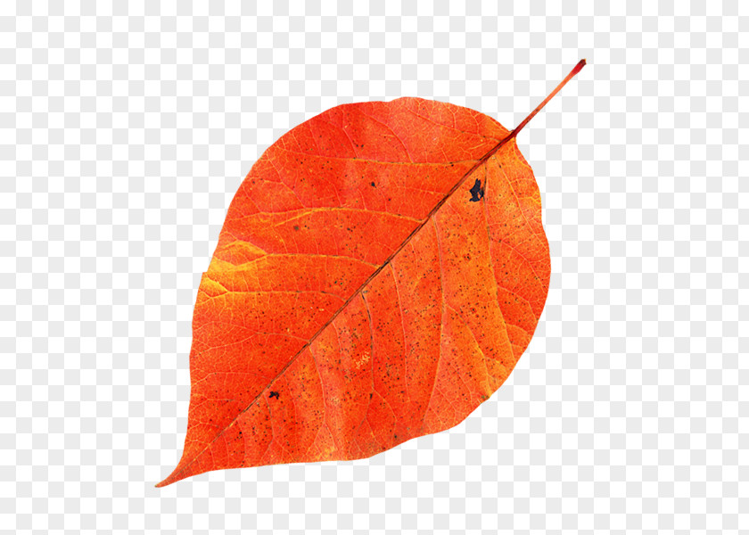 Leaf Maple PNG