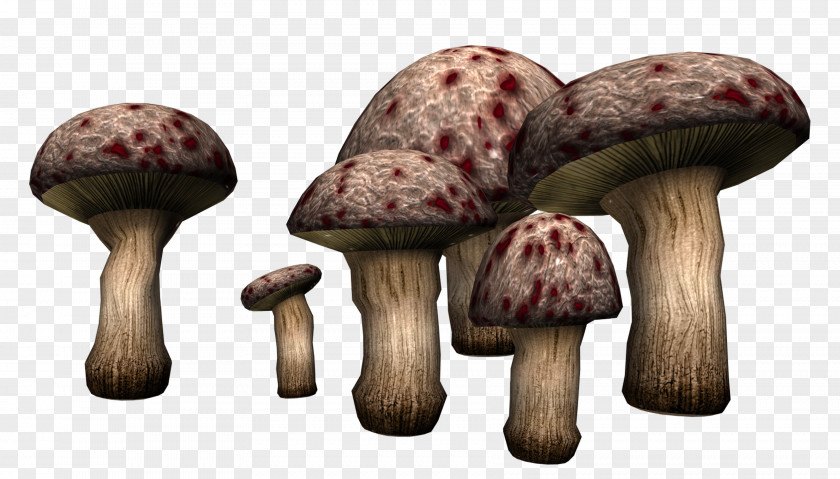 Mushroom Edible Fungus Poisonous Clip Art PNG