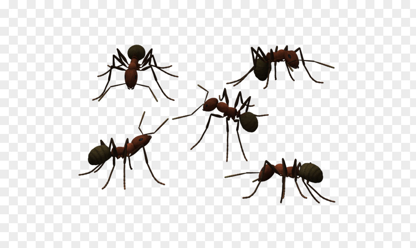 Tatu Long Antennae Ants Ant Photography PNG