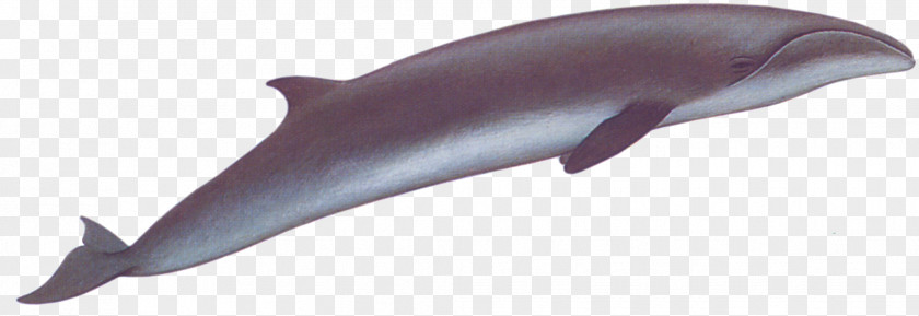 Whale Porpoise Right Whales Tucuxi Common Bottlenose Dolphin Cetacea PNG