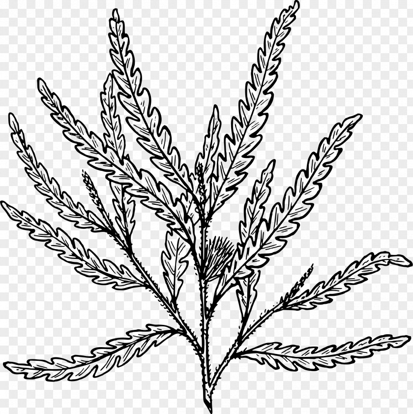 Ferns Comptonia Fern Frond Blechnum Spicant Clip Art PNG
