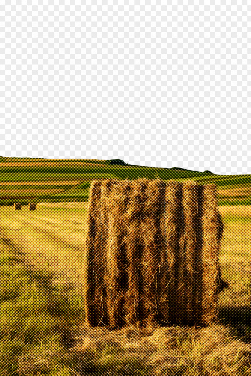 Field Hay Grass Straw Grassland PNG