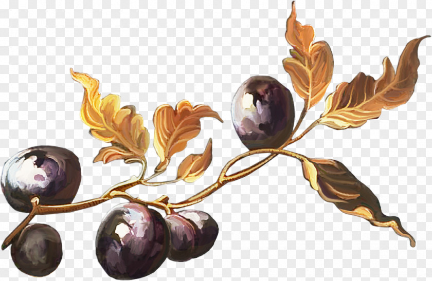 Fruit Auglis PNG