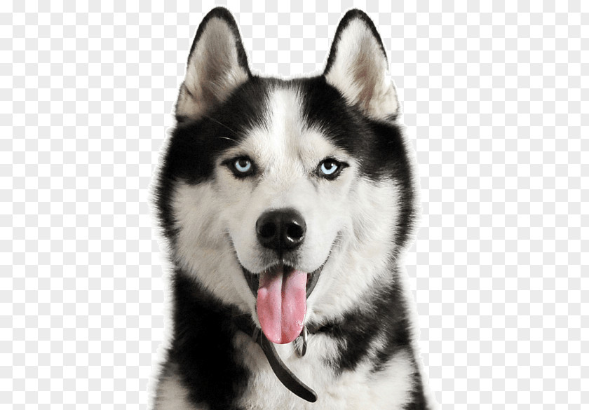 Puppy Miniature Siberian Husky Alaskan Malamute PNG