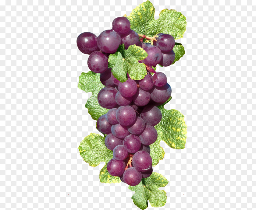 Purple Grape Cluster Sultana Fruit PNG