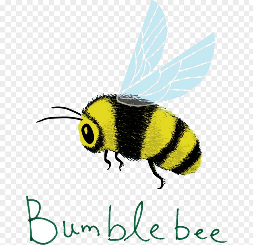 Wasp Pest Bumblebee PNG