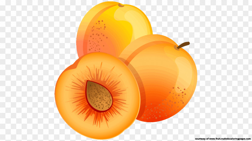Apricot Kernel Fruit Food Clip Art PNG