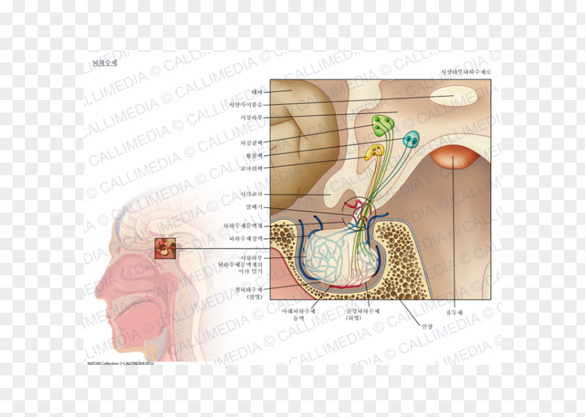 Pituitary Gland Hypophyseal Portal System Anatomy Endocrine PNG