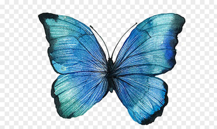 Blue Butterfly Graphic Design PNG