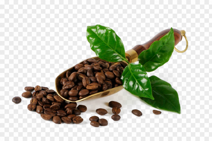 Coffee Beans Bean Cafe Burr Mill PNG