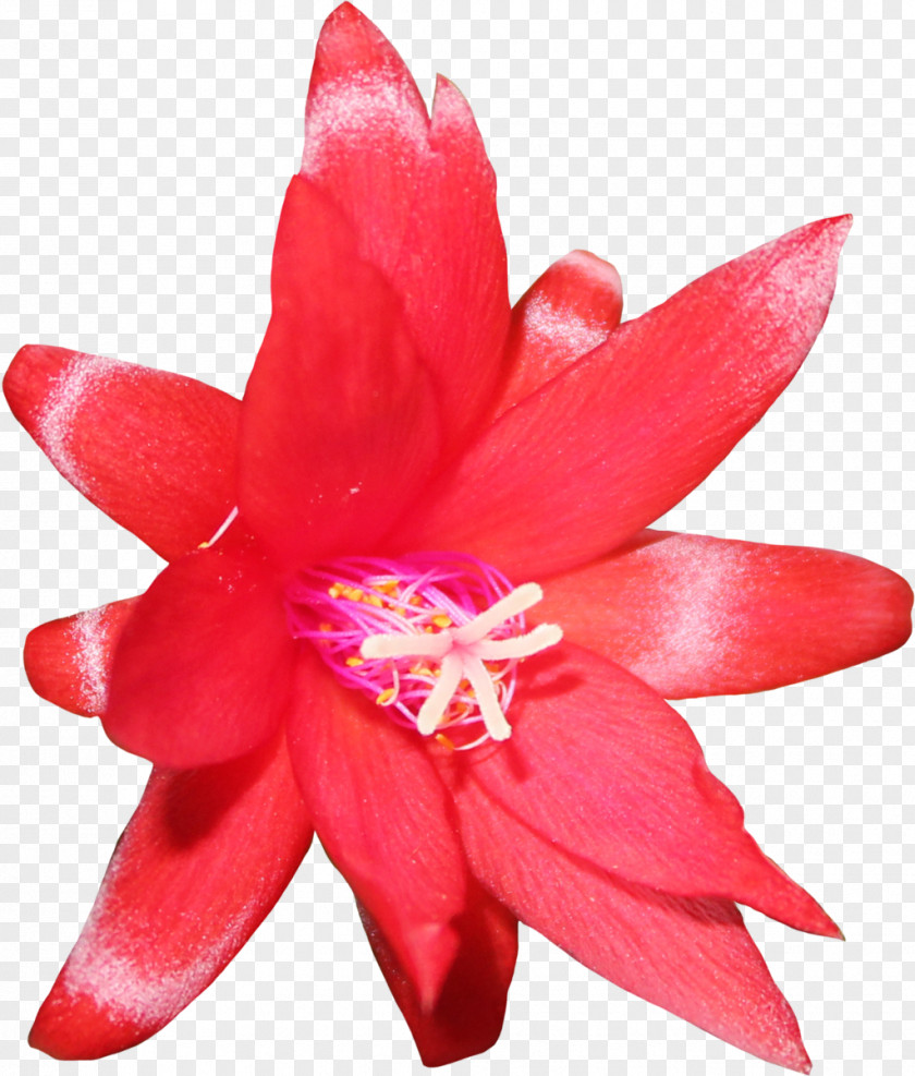 Flower Pot Cactaceae Saguaro Clip Art PNG
