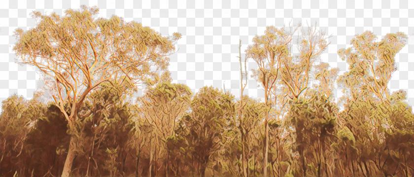 Phragmites Plant Nature Natural Landscape Grass Tree Field PNG